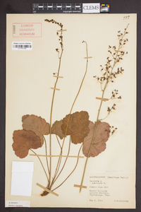 Heuchera americana image