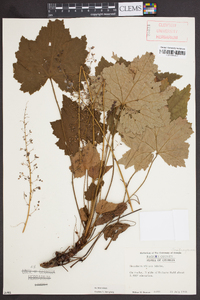 Heuchera villosa image