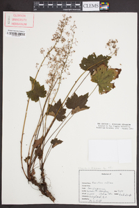 Heuchera villosa image