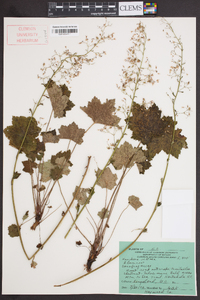 Heuchera villosa image