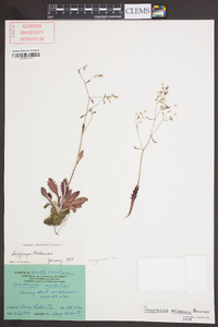 Saxifraga michauxii image