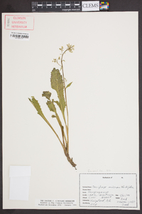 Saxifraga micranthidifolia image