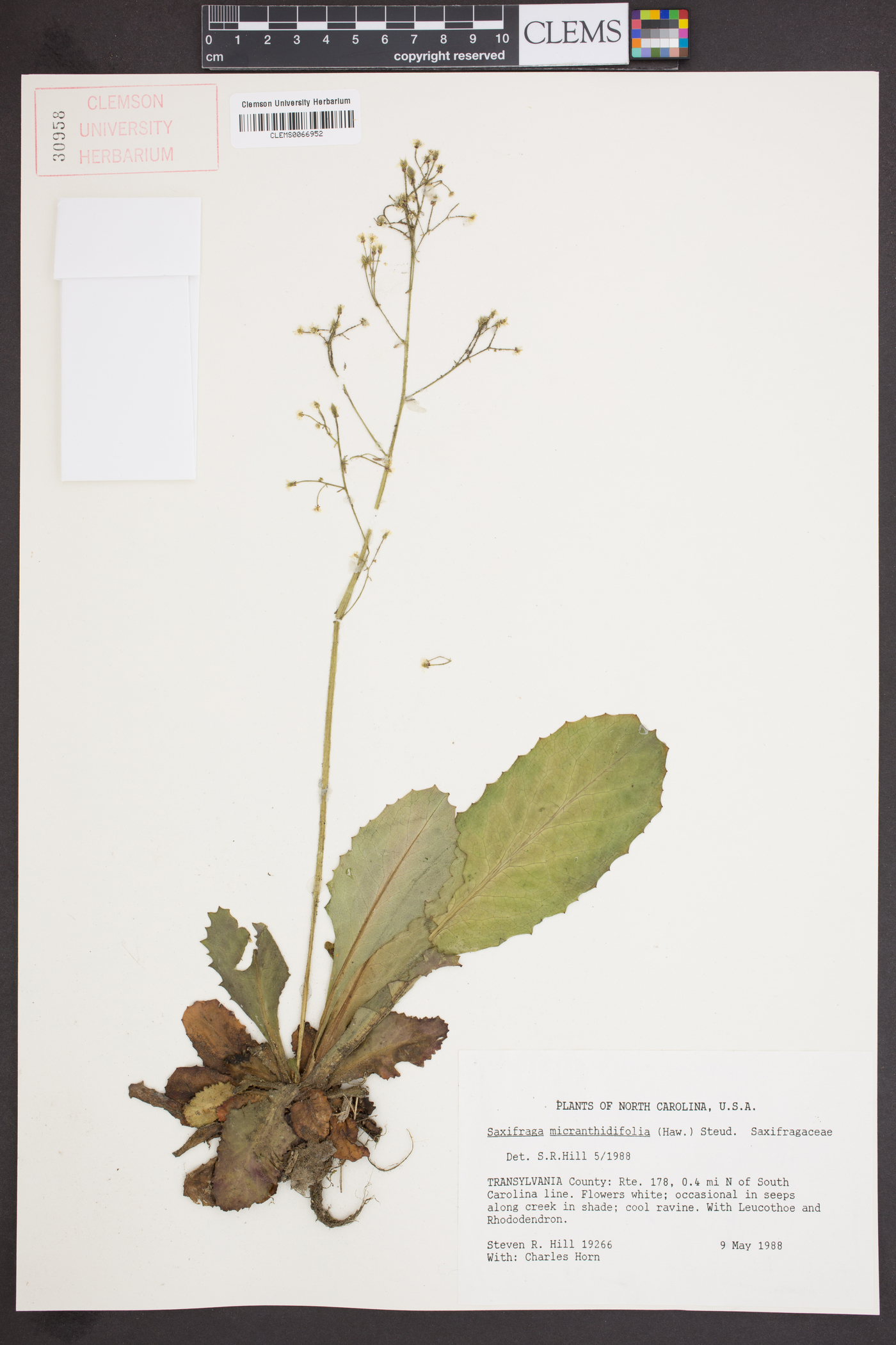 Saxifraga micranthidifolia image