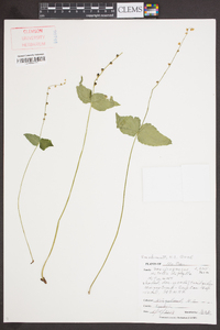 Mitella diphylla image