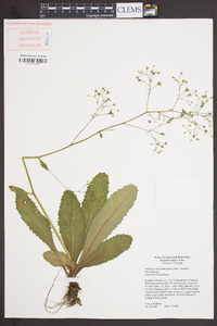 Saxifraga micranthidifolia image