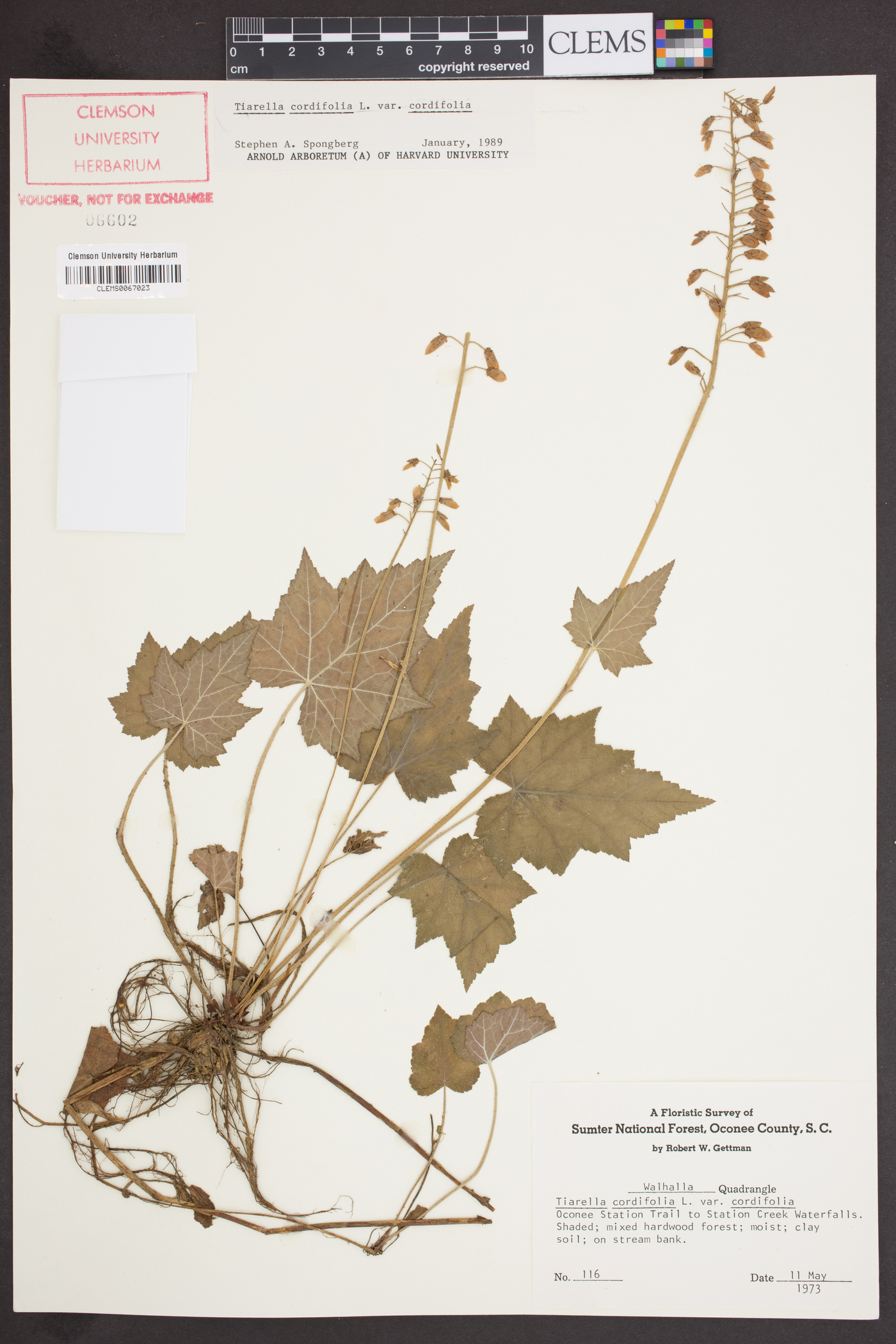 Tiarella cordifolia var. cordifolia image