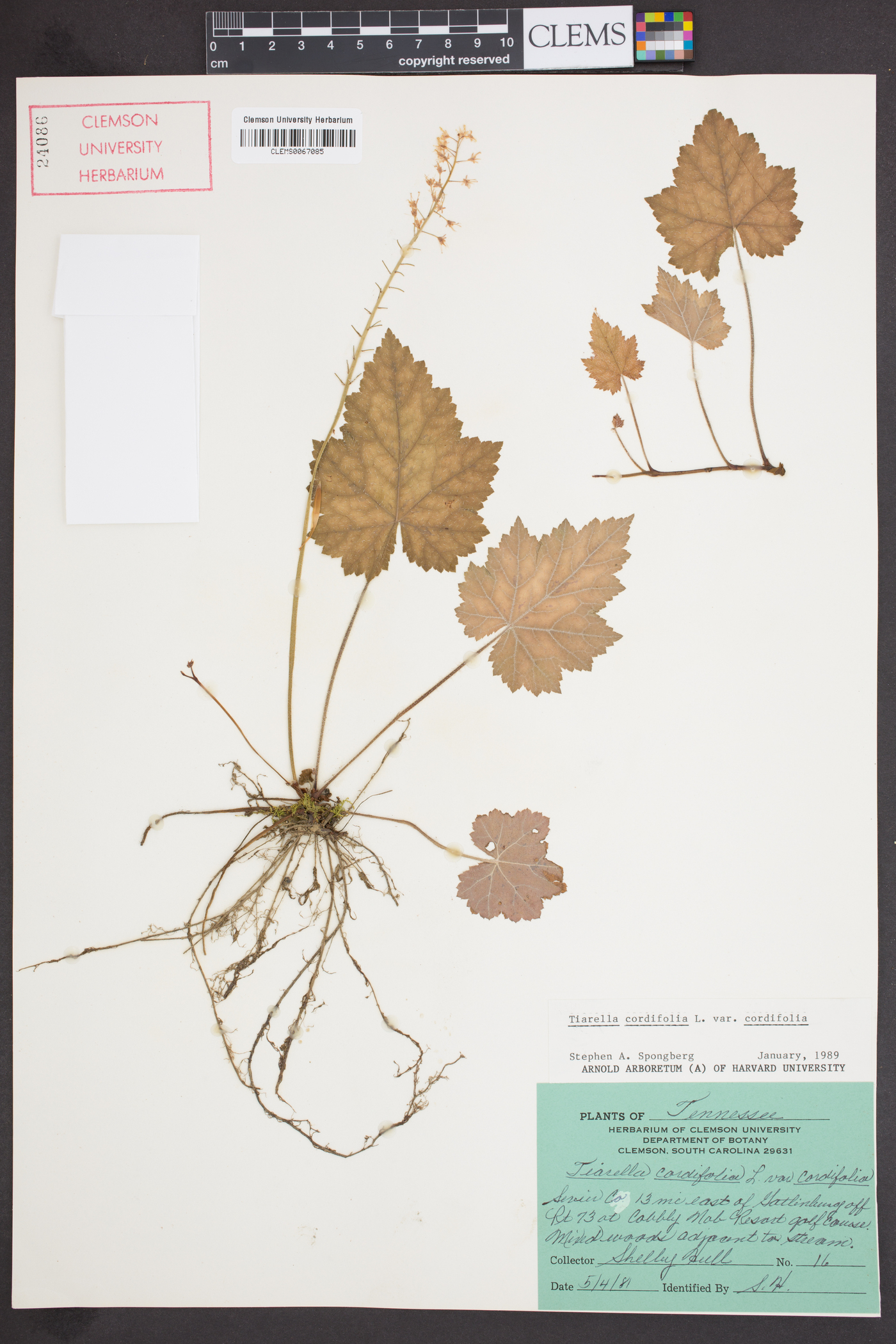 Tiarella cordifolia var. cordifolia image