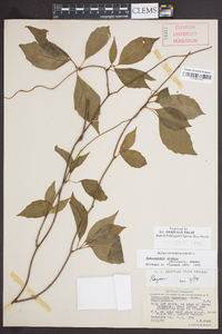 Schisandra glabra image