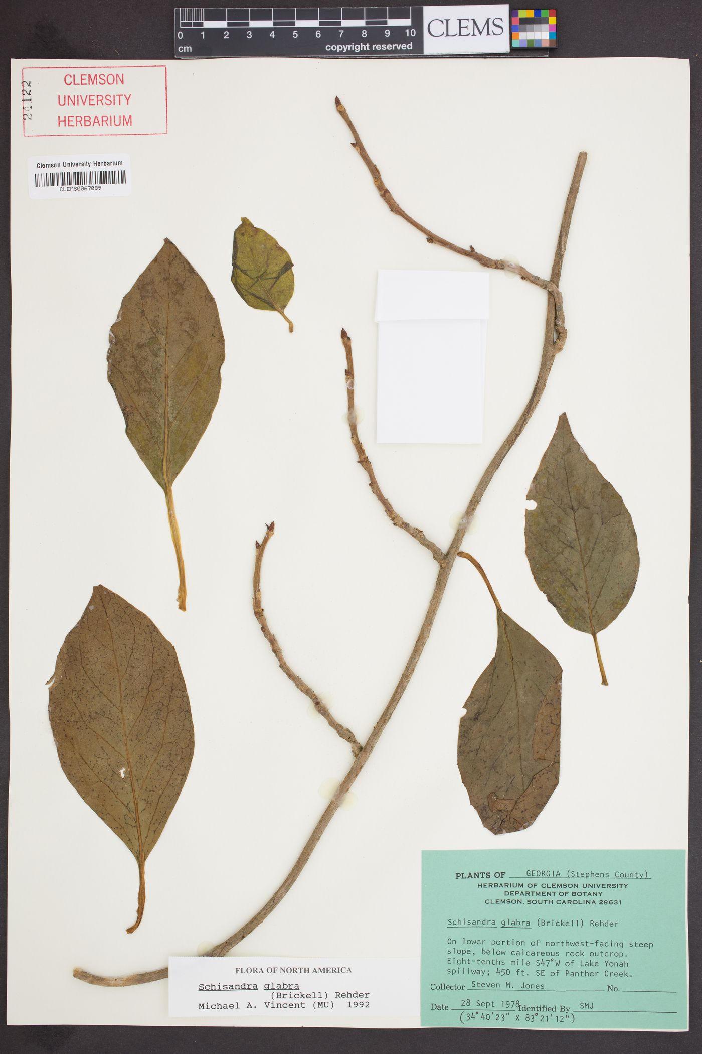 Schisandra glabra image