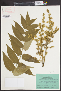 Ailanthus altissima image