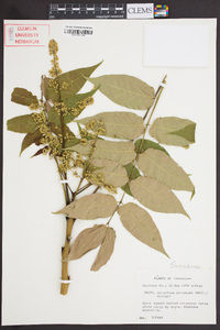 Ailanthus altissima image