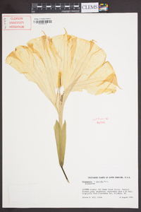 Brugmansia × candida image