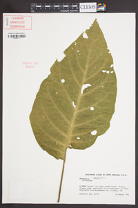 Brugmansia × candida image