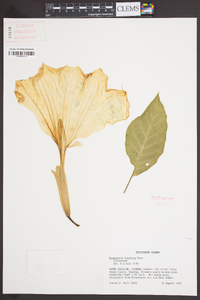 Brugmansia × candida image