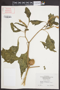 Datura stramonium image