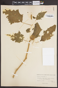 Datura stramonium image