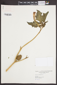 Datura stramonium image