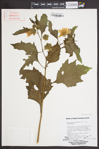 Nicandra physalodes image