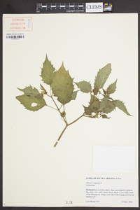 Physalis angulata image