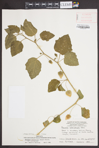 Physalis cinerascens var. cinerascens image