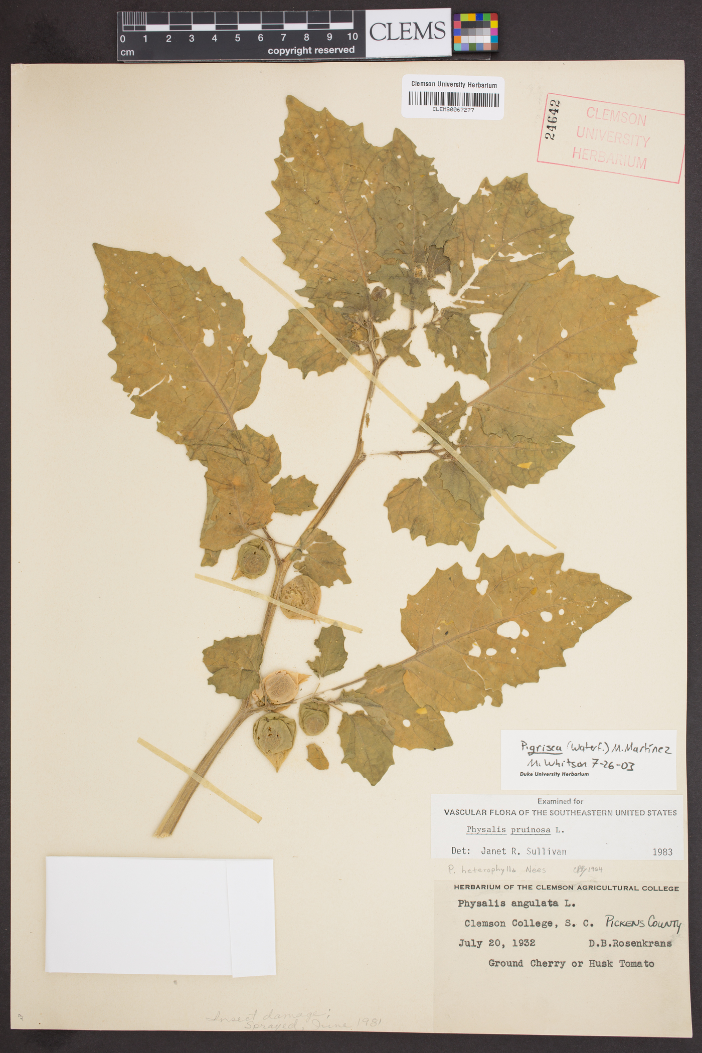Physalis grisea image
