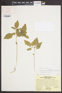 Physalis virginiana image