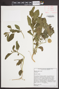 Physalis walteri image