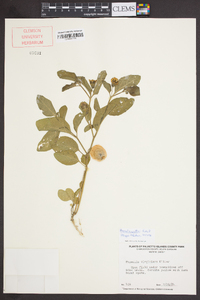 Physalis walteri image