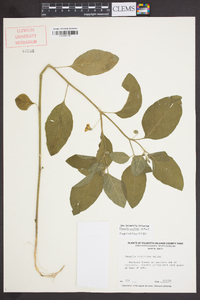 Physalis walteri image