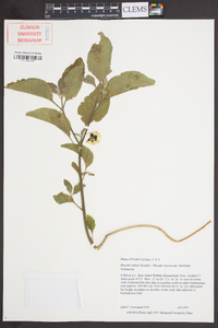 Physalis walteri image