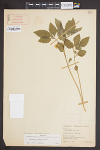 Physalis virginiana image