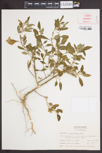 Solanum gracile image