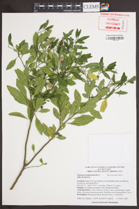 Solanum pseudocapsicum image