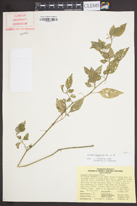 Solanum ptychanthum image