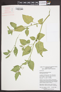 Solanum ptychanthum image