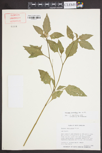 Solanum ptychanthum image