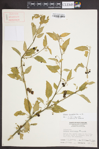 Solanum ptychanthum image