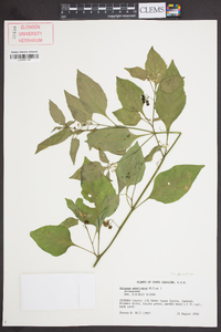 Solanum ptychanthum image