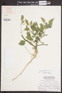 Solanum ptychanthum image