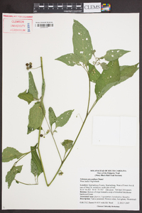 Solanum ptychanthum image