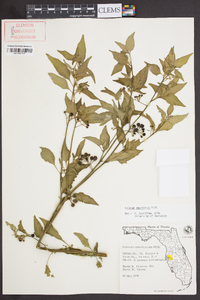 Solanum americanum image