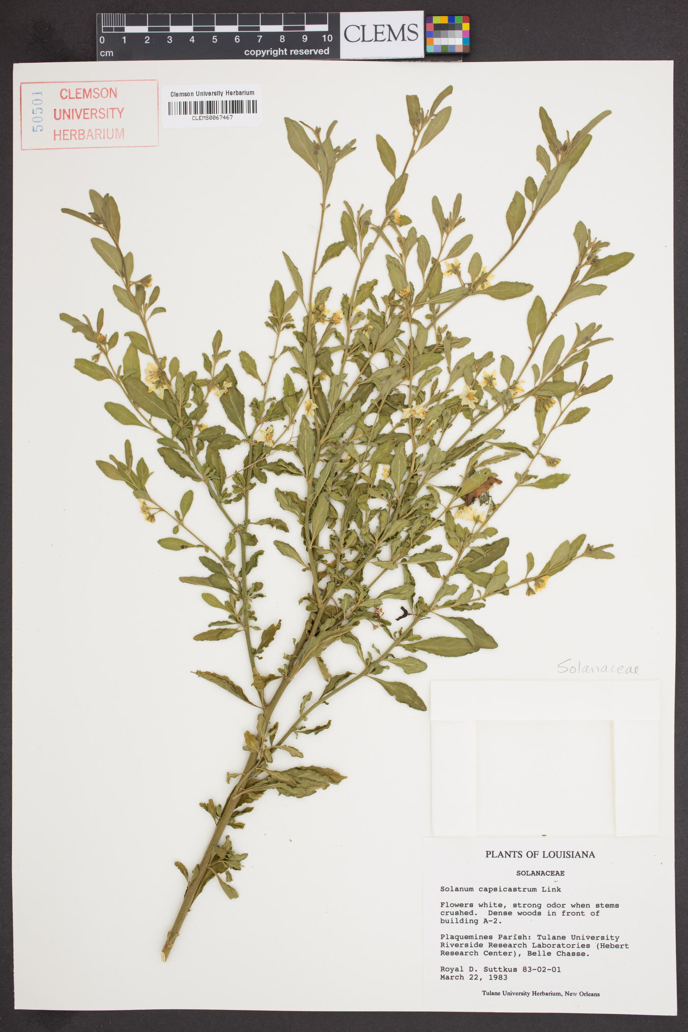 Solanum capsicastrum image