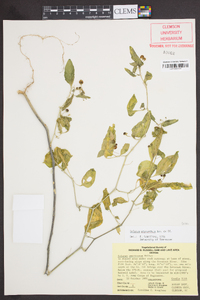 Solanum ptychanthum image