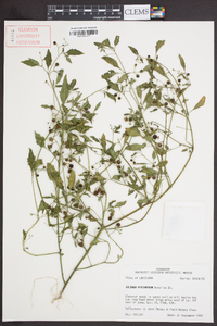 Solanum ptychanthum image