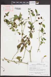 Solanum ptychanthum image