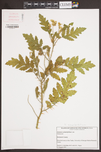 Solanum sisymbriifolium image