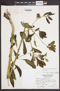 Sphenoclea zeylanica image