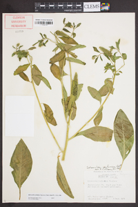 Sphenoclea zeylanica image