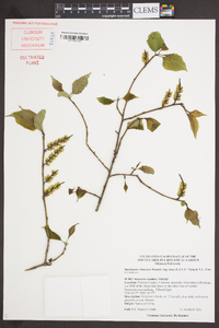 Stachyurus chinensis image