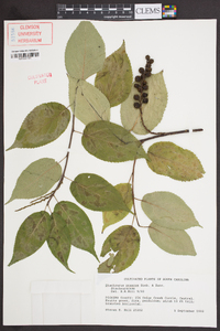 Stachyurus praecox image